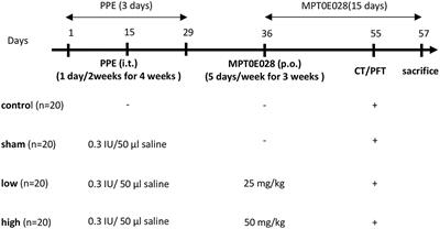 A Potent Histone Deacetylase Inhibitor MPT0E028 Mitigates Emphysema Severity via Components of the Hippo Signaling Pathway in an Emphysematous Mouse Model